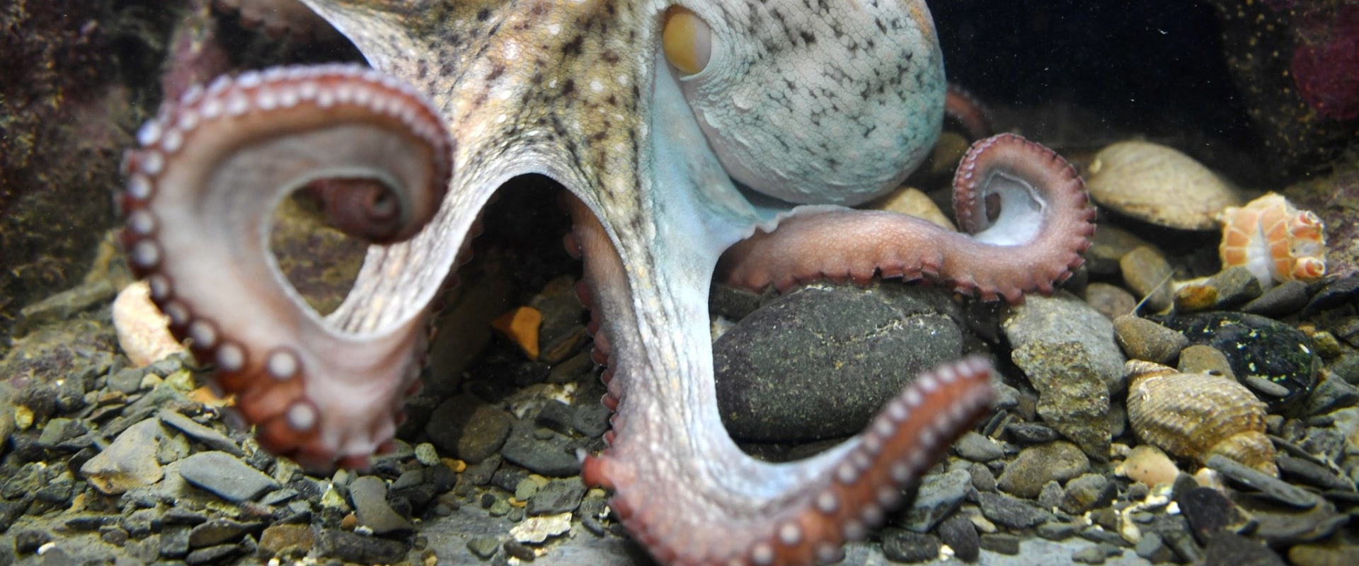 Which octopus is the smartest?