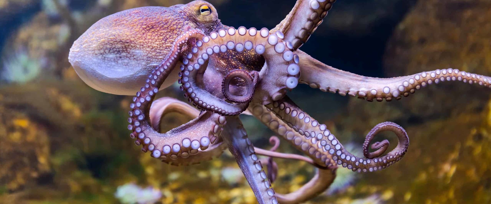 How octopus eat?