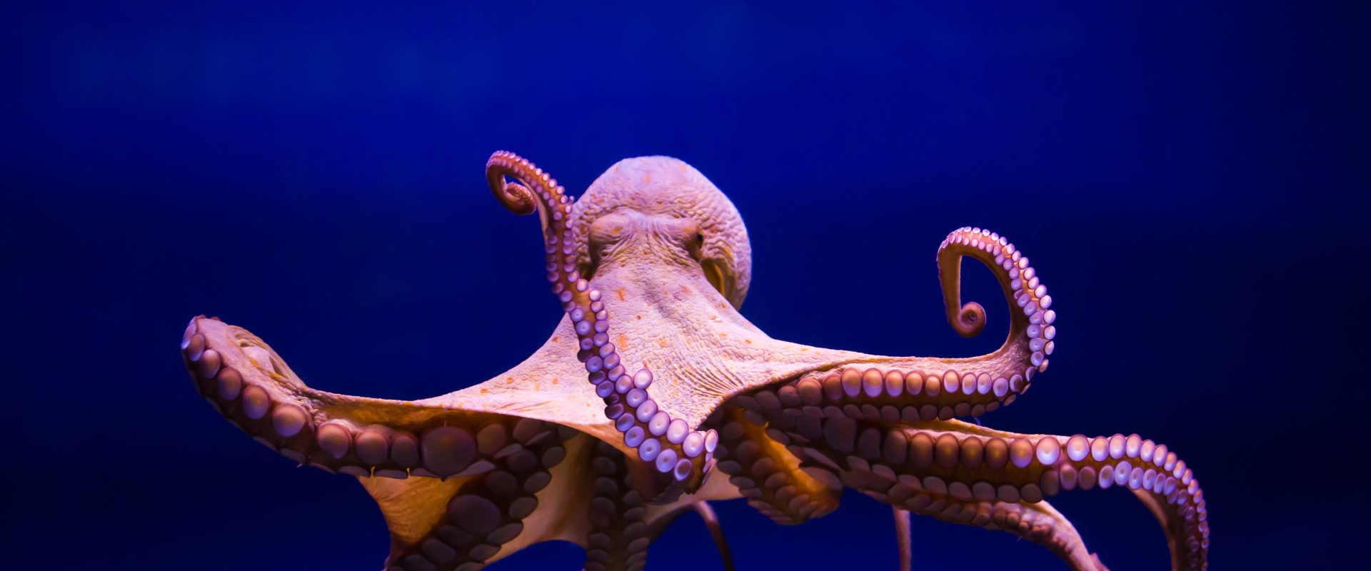 What type of food do octopus eat?