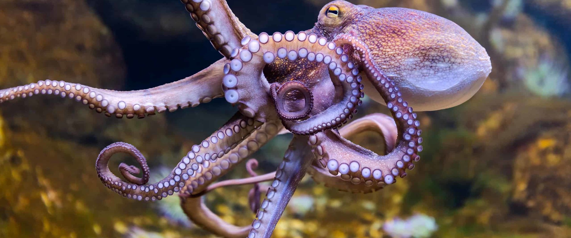 Which octopus is dangerous?