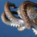 Does octopus bleed blue?