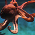 Are octopus dangerous?