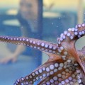 Are octopus endangered?