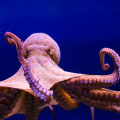 What type of food do octopus eat?