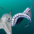 Why does an octopus have 9 brains?