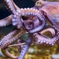 Which octopus is dangerous?