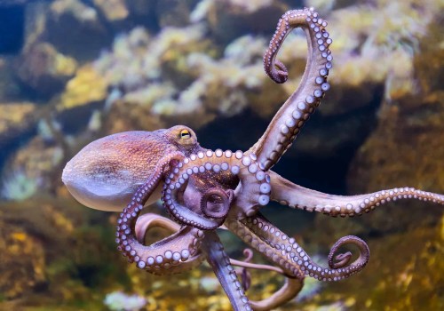 How octopus eat?