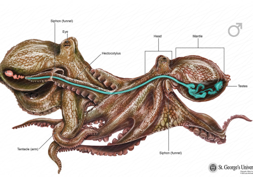 How octopus reproduce?