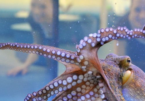 Are octopus endangered?