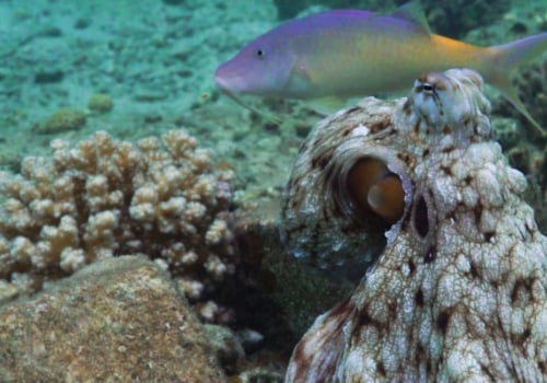 Will octopus punch fish?