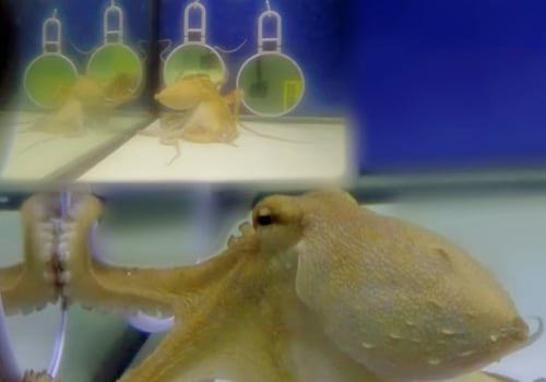 What happens when an octopus gets angry?