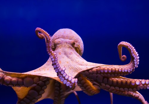 What type of food do octopus eat?