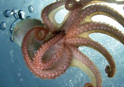 What happens if an octopus bites you?