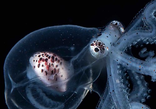 What octopus lives the longest?