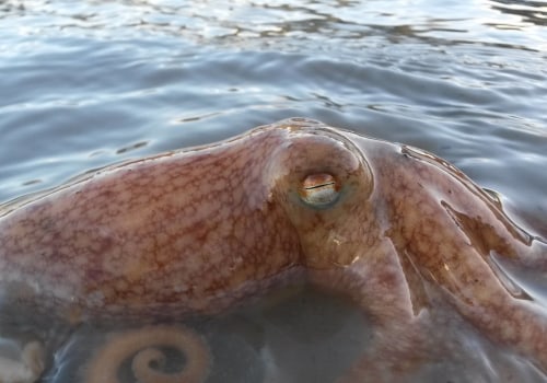 Can an octopus stay on land?