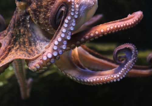 How octopus breathe?
