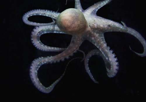 Will octopus evolve?