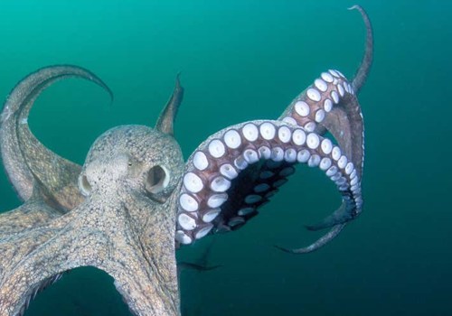 Why do octopuses have 8 legs 3 hearts and 9 brains?